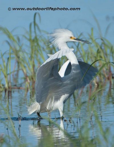 snowy egret